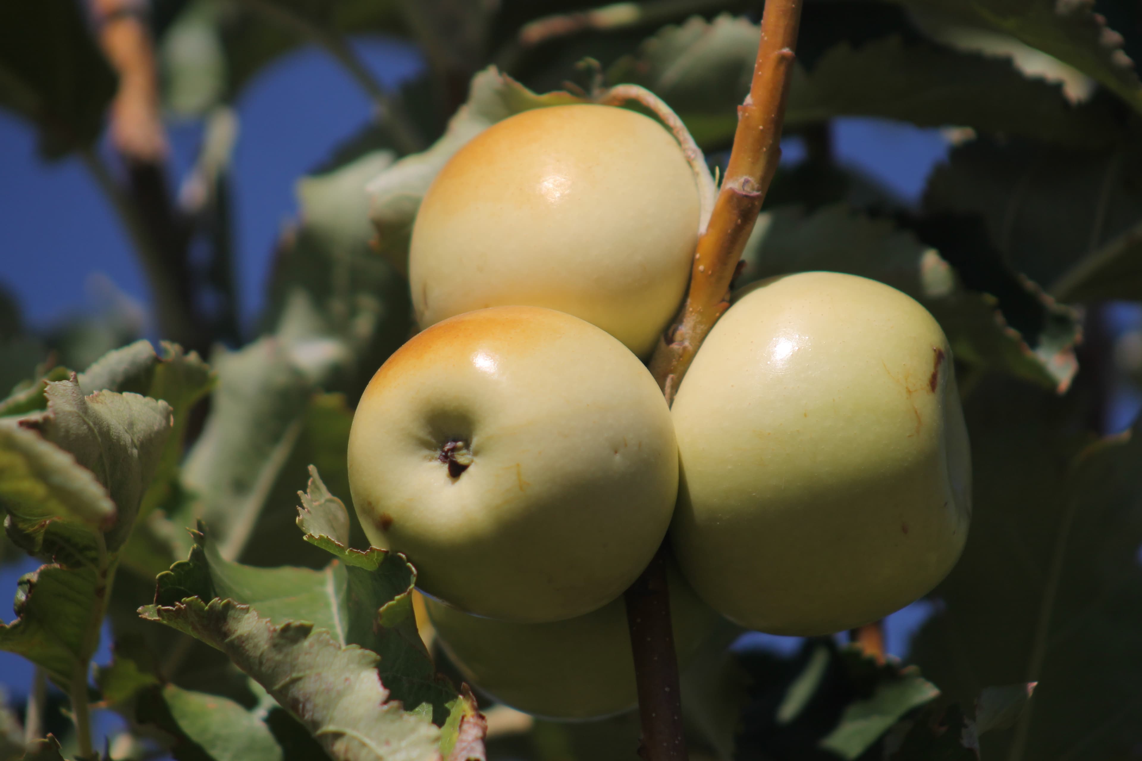 Apples growing on a fruit tree in an orchard